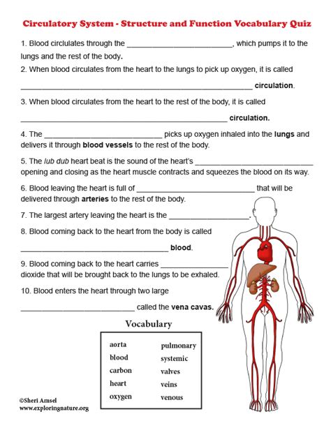 Circulatory System Vocabulary Worksheet   Circulatory System Worksheets - Circulatory System Vocabulary Worksheet