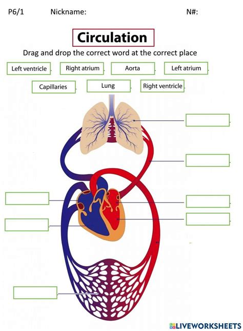 Circulatory System Worksheet