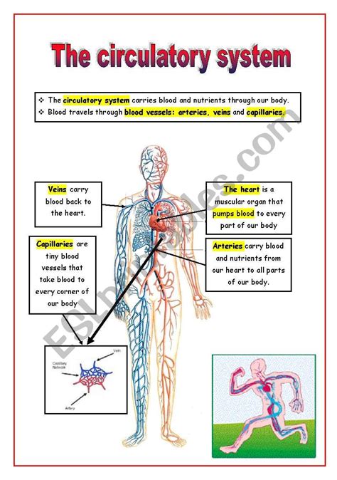 Circulatory System Worksheets Circulatory System Vocabulary Worksheet - Circulatory System Vocabulary Worksheet