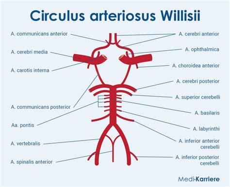 Circulus Arteriosus Willisii