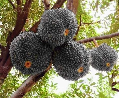 ciri ciri durian duri hitam