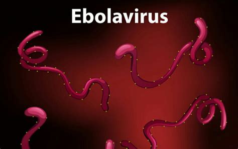 ciri virus ebola
