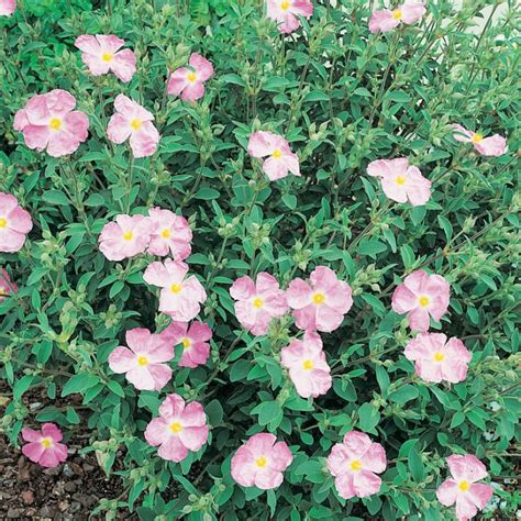 Cistus Nursery Catalog