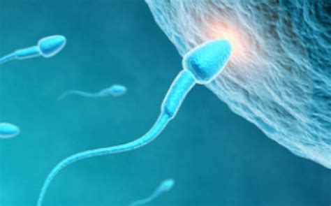 cit traiesc spermatozoizii in uter
