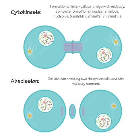 citocinese - candidiasis glande