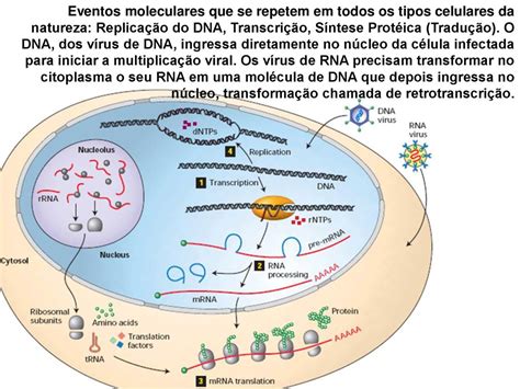 citoplasma - Tradução em espanhol – Linguee