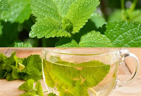 citronmeliss näring