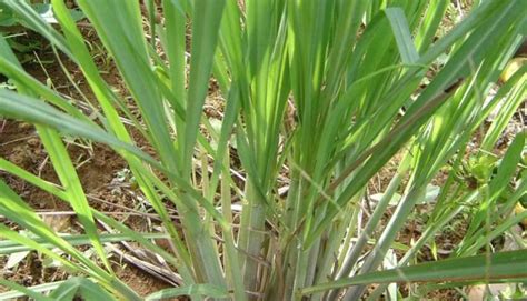 citronnelle mustique biography