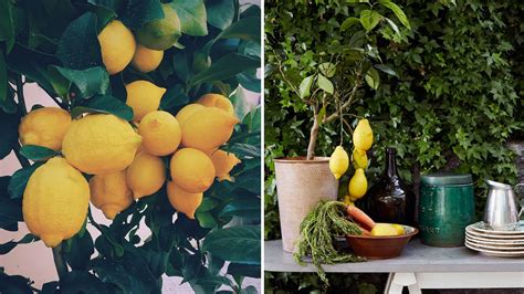 citronträd i uterum