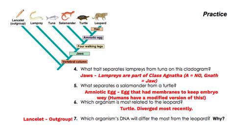 Download Cladistics Questions And Practice Problems Answers 