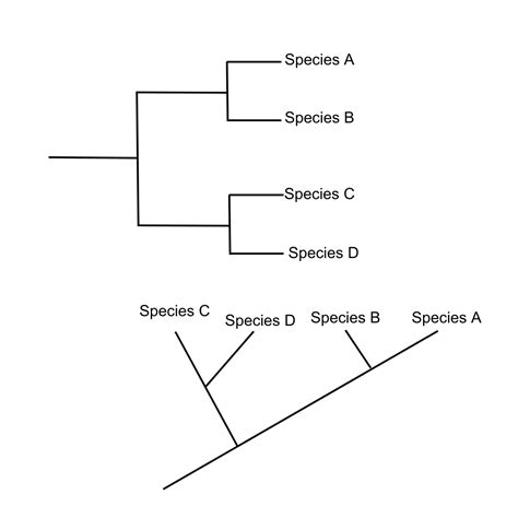 Cladogram Vs Phylogenetic Tree Constructing A Cladogram Worksheet Answers - Constructing A Cladogram Worksheet Answers