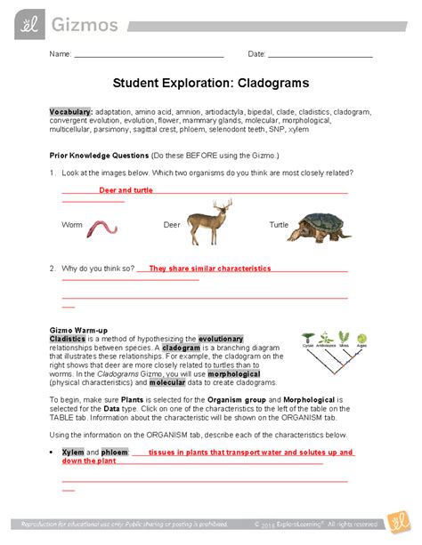 Cladograms Gizmo Answer Key Activity C