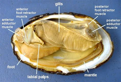 Clam Dissection Anatomy Answer Key