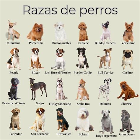 Clases De Perros
