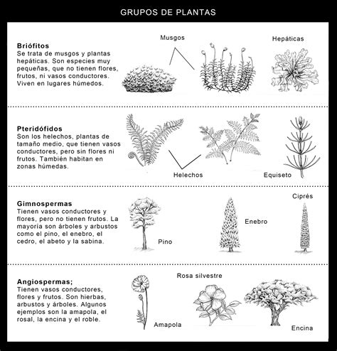 clasificacion taxonomica de las plantas pdf