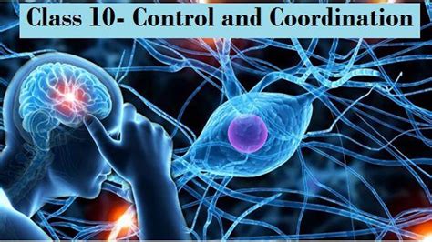 Class 10 Control And Coordination Ncert Solutions
