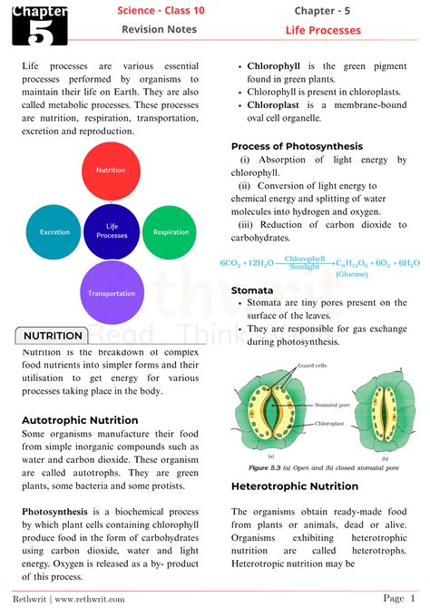 Class 10 Science Notes Life Processes