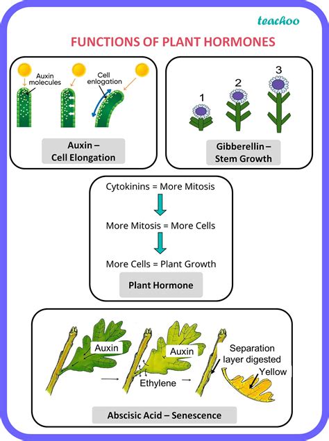 Class 10 What Are Plant Hormones And Write Plant Hormones Worksheet - Plant Hormones Worksheet