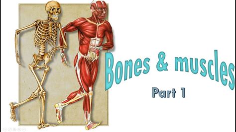 Class 5 Bones And Muscles The Skeletal System The Human Skeletal System Worksheet Answers - The Human Skeletal System Worksheet Answers