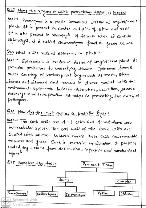 Class 9th Tissue Notes