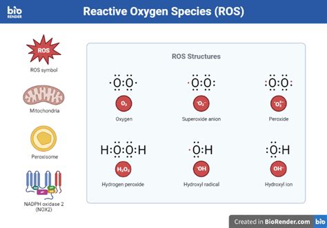 Class Of Reactive Oxygen Types