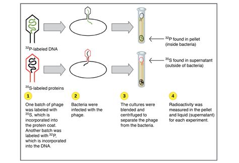 Classic Experiments Dna As The Genetic Material Dna Science Experiment - Dna Science Experiment