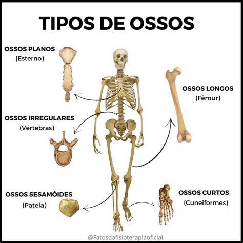 Classificaçao Dos Ossos