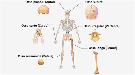 Classificação Dos Ossos