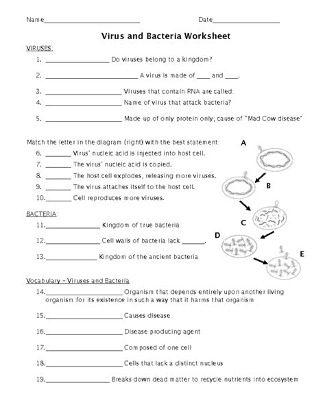 Classification Answer Key For Viruses And Bacteria