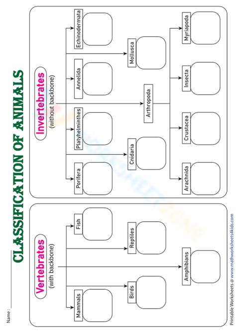 Classification Graphic Organizer
