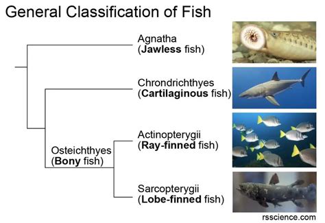Classification Key To Certain Fish Answers