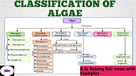 Classification Of Algae