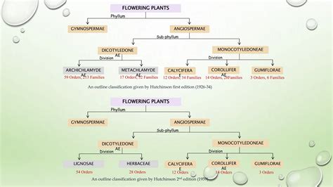 classification of angiosperms classification of angiosperms