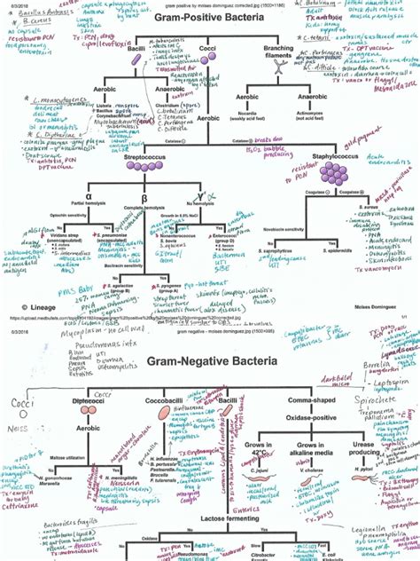 Classification Of Bacteria Pdf