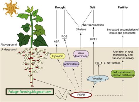 Classification Of Biofertilizers