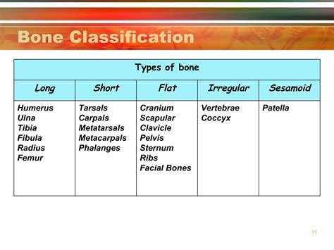 Classification Of Bones