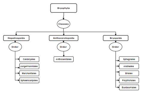Classification Of Bryophytes