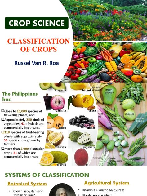 Classification Of Crops
