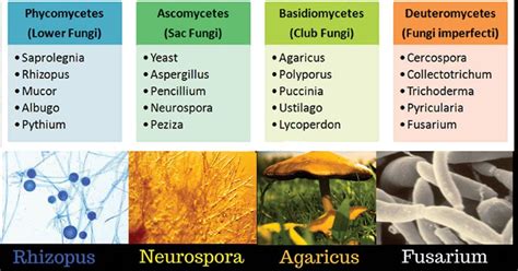 Classification Of Fungi Pdf