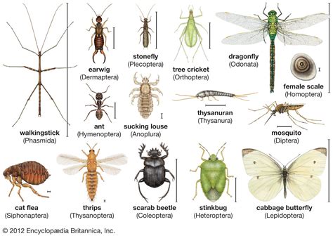 Classification Of Insects Britannica Parts Of An Insect - Parts Of An Insect