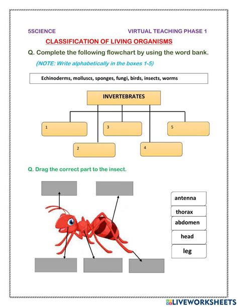 Classification Of Living Things Worksheets