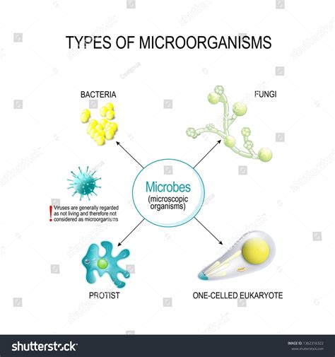 Classification Of Microbes