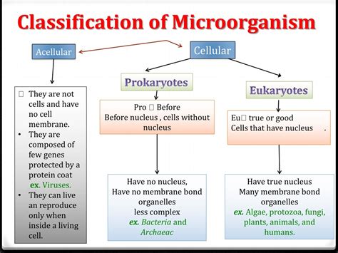Classification Of Microbes Ppt