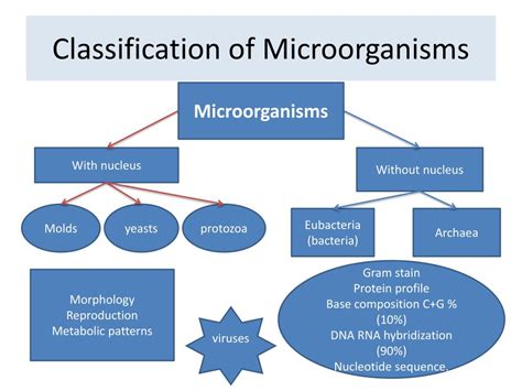 Classification Of Microorganisms