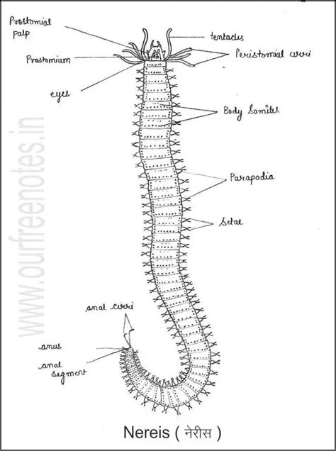 Classification Of Nereis