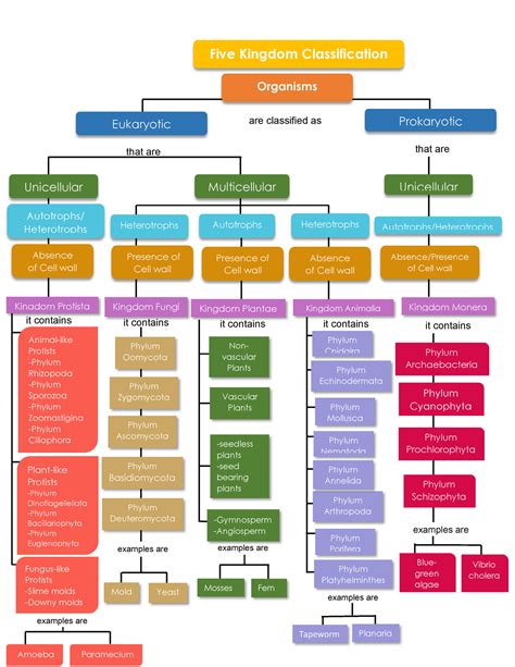 Classification Of Organisms Concept Mapping Answers