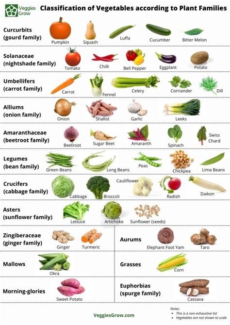 Classification Of Vegetables