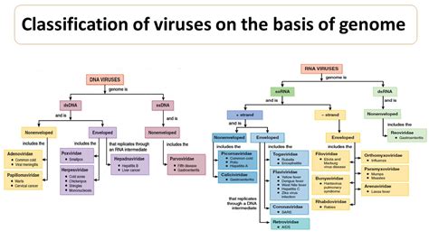 Classification Of Viruses