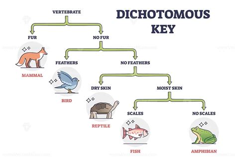 Classification Using Dichotomous Keys Leydenscience