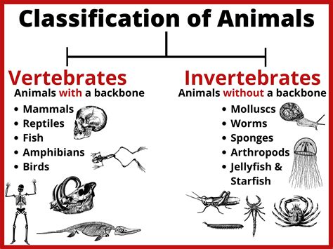 Read Classification Of Anima 